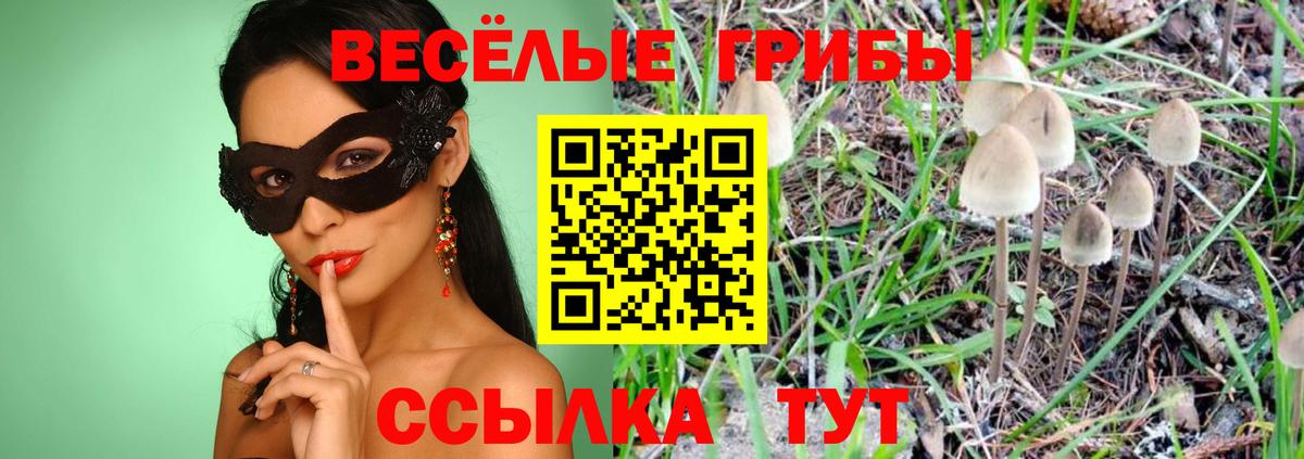 Галлюциногенные грибы GOLDEN TEACHER  Вход с VPN  Кудрово 